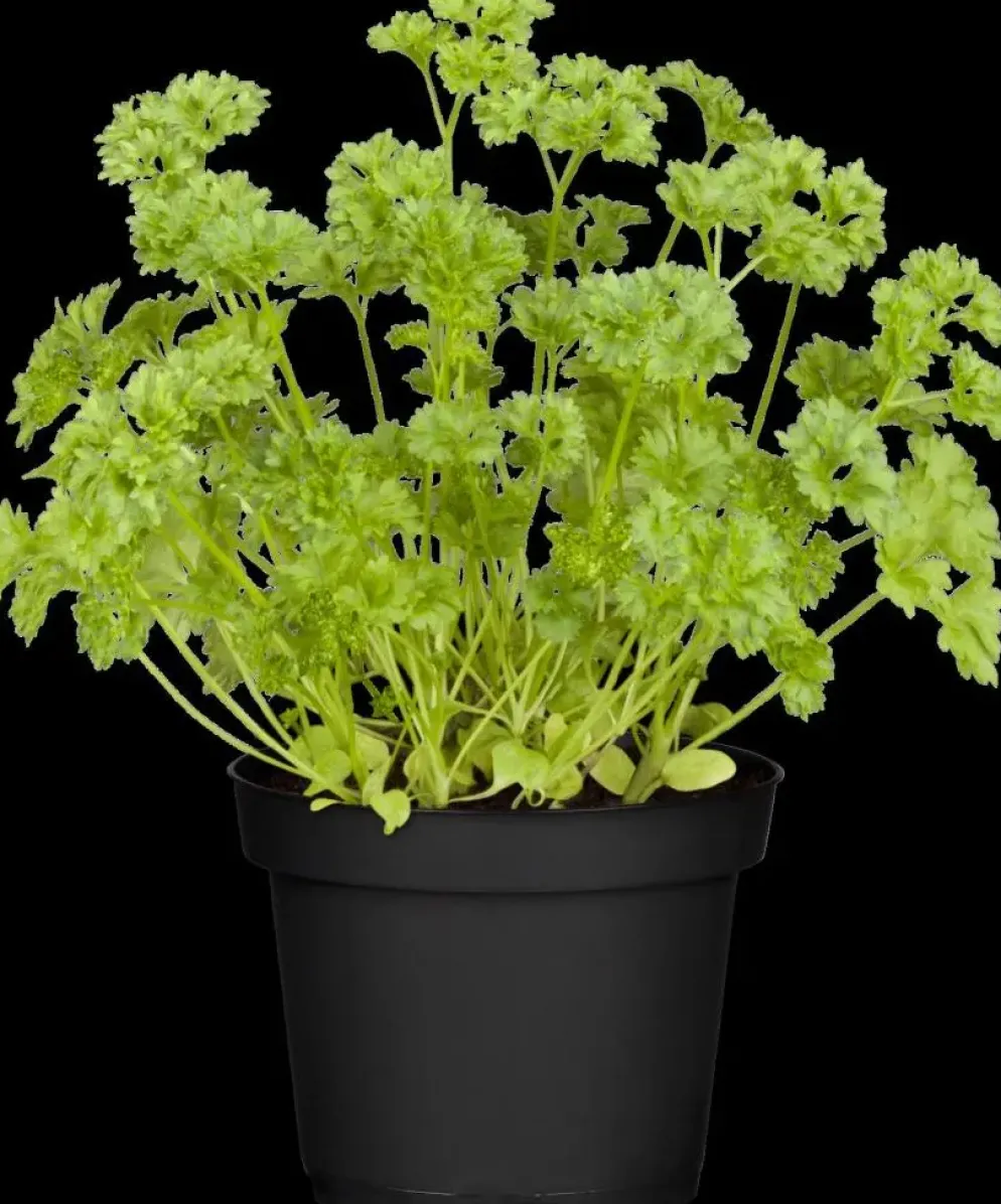 Petroselium crispum (krulpeterselie) 15cm