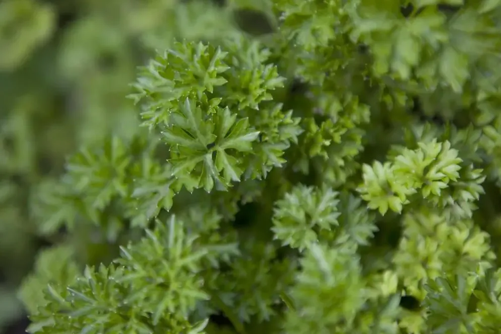 Petroselium crispum (krulpeterselie) 15cm