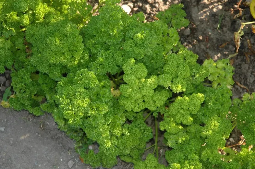 Petroselium crispum (krulpeterselie) 15cm
