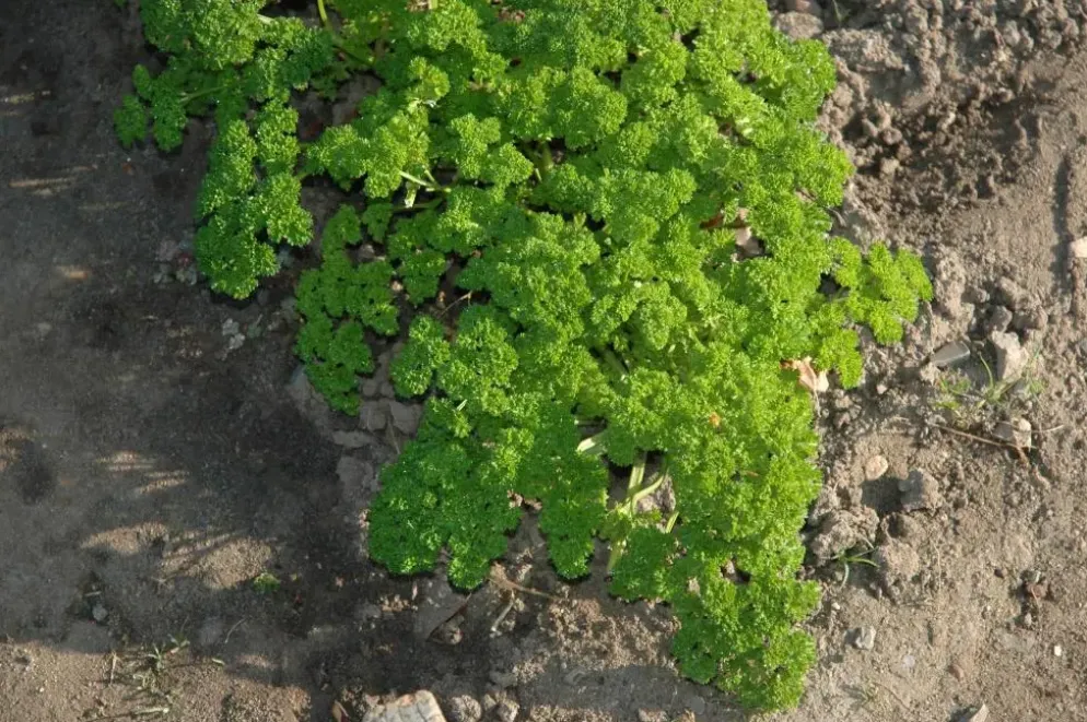 Petroselium crispum (krulpeterselie) 15cm