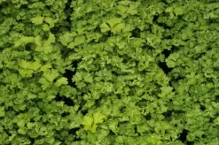 Petroselium crispum (krulpeterselie) 15cm