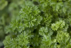 Petroselium crispum (krulpeterselie) 15cm