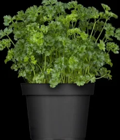 Petroselium crispum (krulpeterselie) 15cm