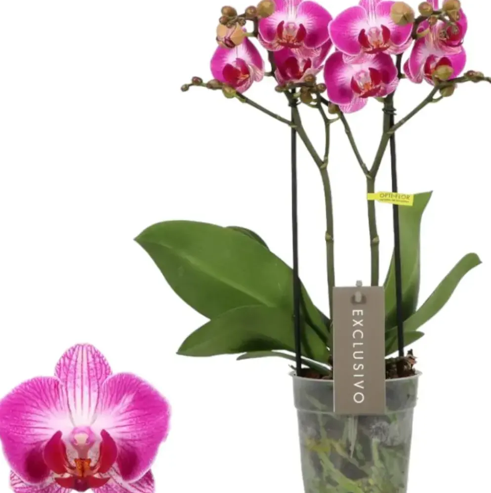 Phalaenopsis 'Exclusivo Bing' (Orchidee) 45cm