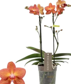 Phalaenopsis 'Exclusivo Eos' (Orchidee) 45cm