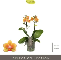 Phalaenopsis 'Exclusivo Juno' (Orchidee) 45cm