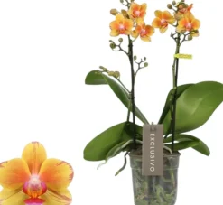 Phalaenopsis 'Exclusivo Juno' (Orchidee) 45cm