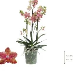 Phalaenopsis 'Exclusivo Pikachu' (Orchidee) 45cm