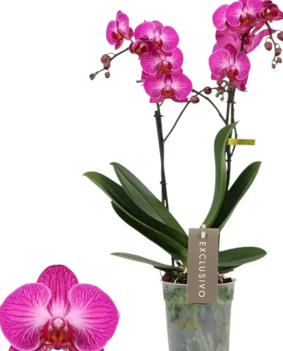 Phalaenopsis 'Exclusivo Roma' (Orchidee) 45cm