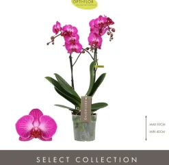 Phalaenopsis 'Exclusivo Roma' (Orchidee) 45cm