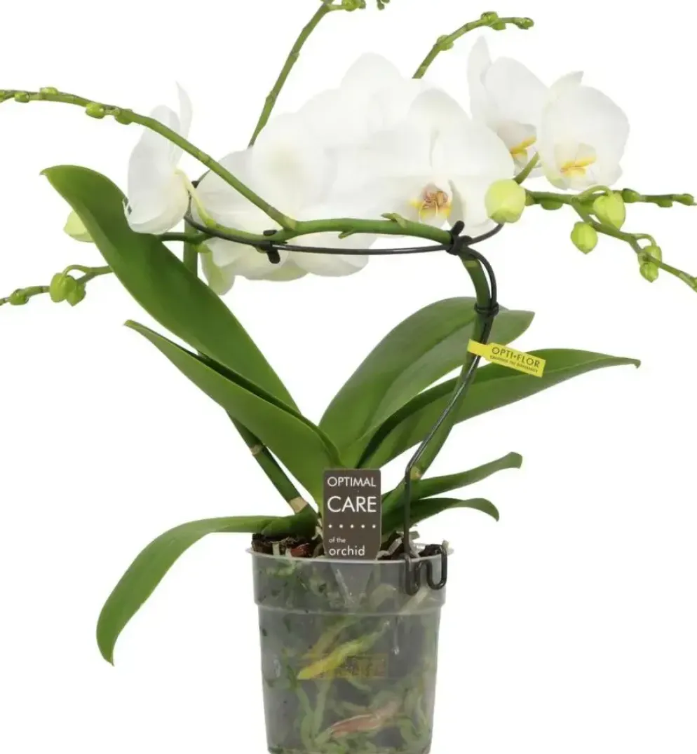 Phalaenopsis 'Infinity White' (Orchidee) 50cm