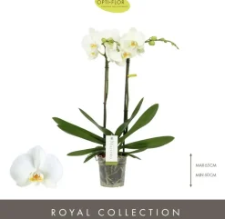 Phalaenopsis 'Maistro Bach' (Orchidee) 60cm