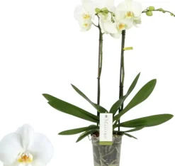Phalaenopsis 'Maistro Bach' (Orchidee) 60cm