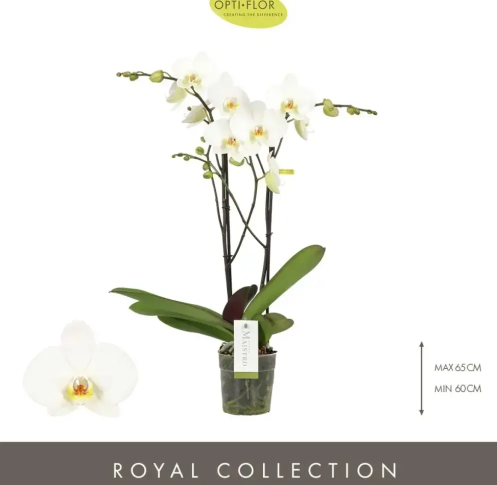 Phalaenopsis 'Maistro Beethoven' (Orchidee) 60cm