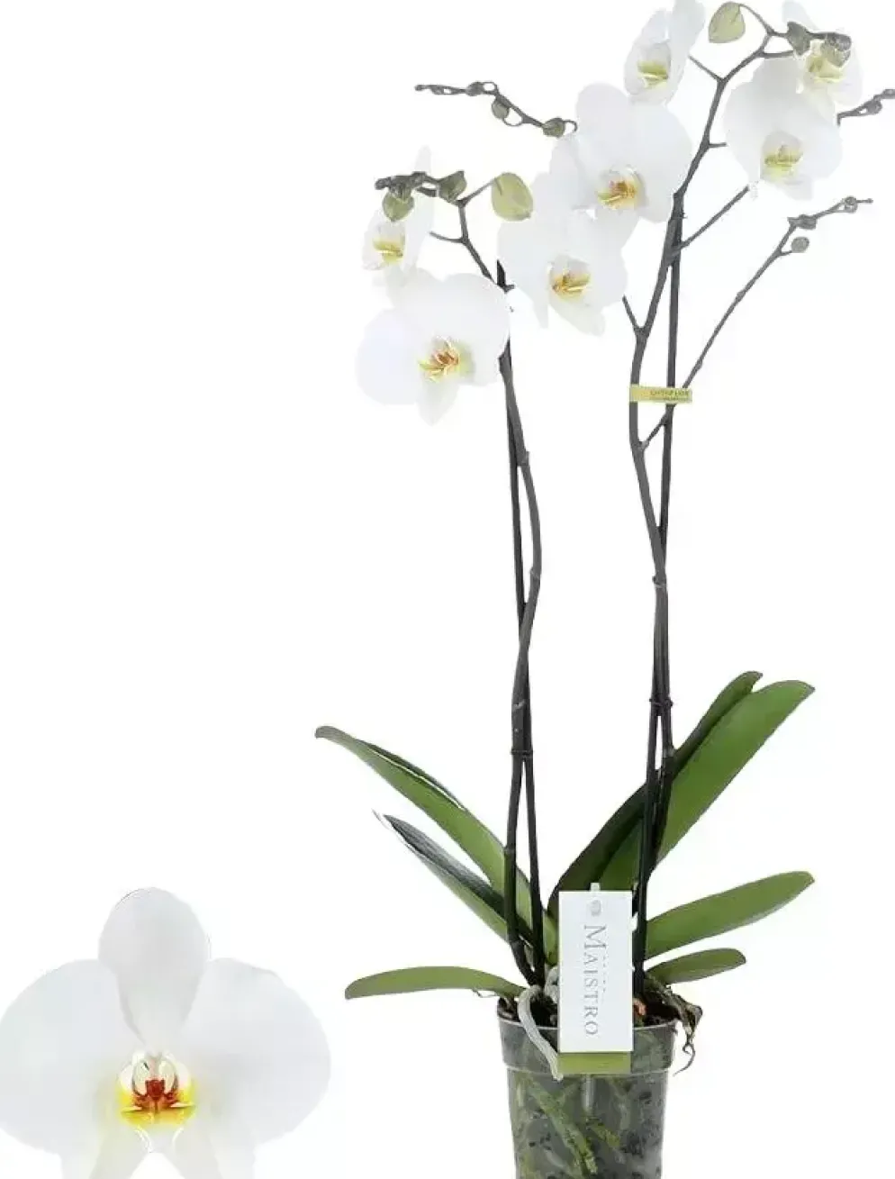 Phalaenopsis 'Maistro Beethoven' (Orchidee) 60cm