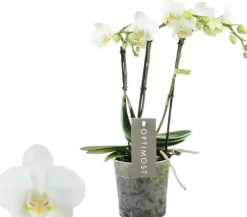 Phalaenopsis 'Optimost Amabilis Starrion' (Orchidee) 45cm