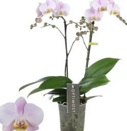 Phalaenopsis 'Optimost Angel Eyes' (Orchidee) 40cm