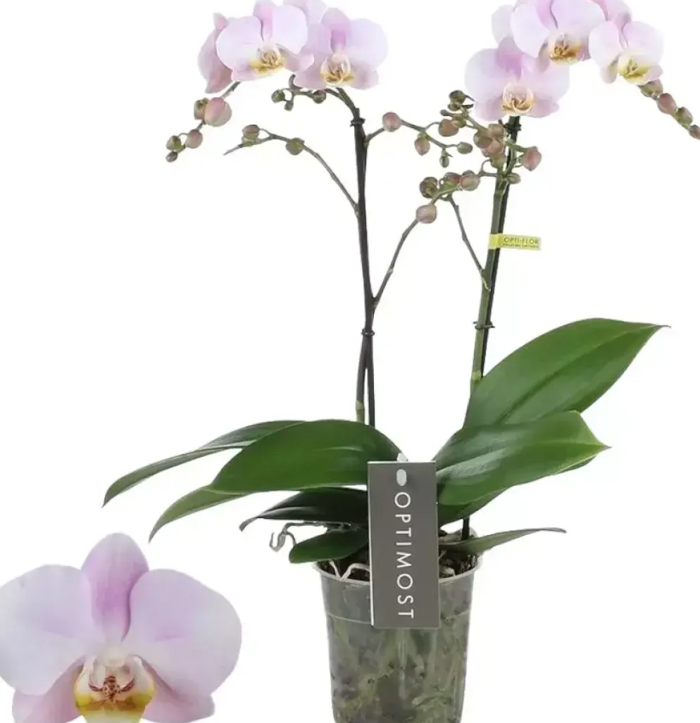 Phalaenopsis 'Optimost Angel Eyes' (Orchidee) 40cm