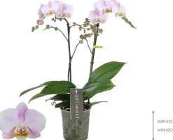 Phalaenopsis 'Optimost Angel Eyes' (Orchidee) 40cm