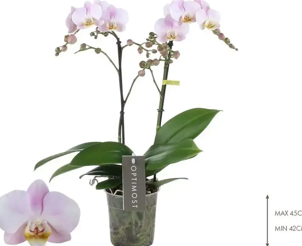 Phalaenopsis 'Optimost Angel Eyes' (Orchidee) 40cm