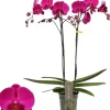 Phalaenopsis 'Optistar Lopez' (Orchidee) 60cm