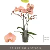 Phalaenopsis 'Optistar Suki' (Orchidee) 60cm