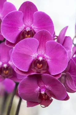 Phalaenopsis 'Optistar Yoko' (Orchidee) 60cm