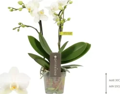 Phalaenopsis (Orchidee) 25cm