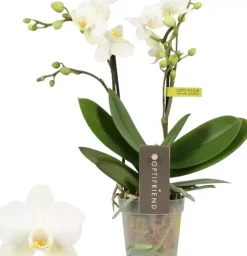 Phalaenopsis (Orchidee) 25cm