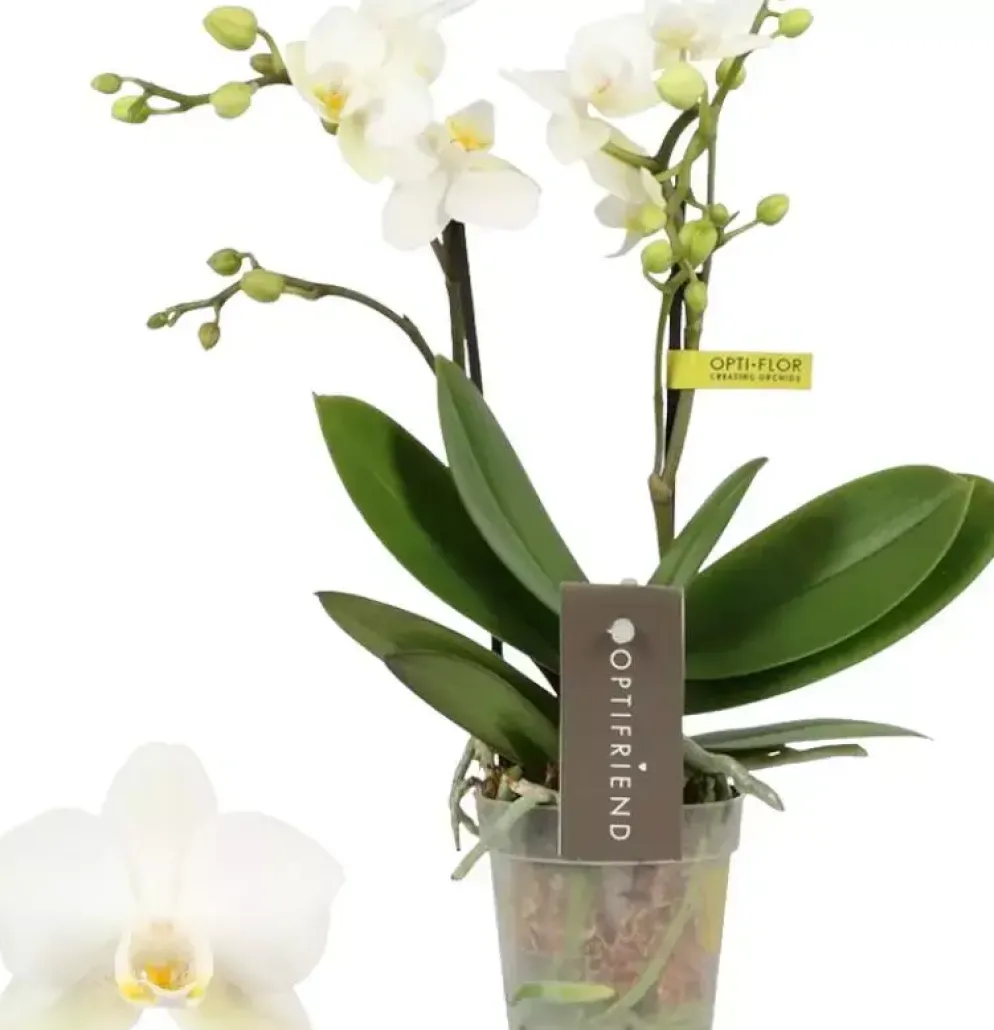 Phalaenopsis (Orchidee) 25cm
