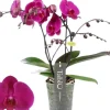 Phalaenopsis 'Purple Rain' (Orchidee) 40cm