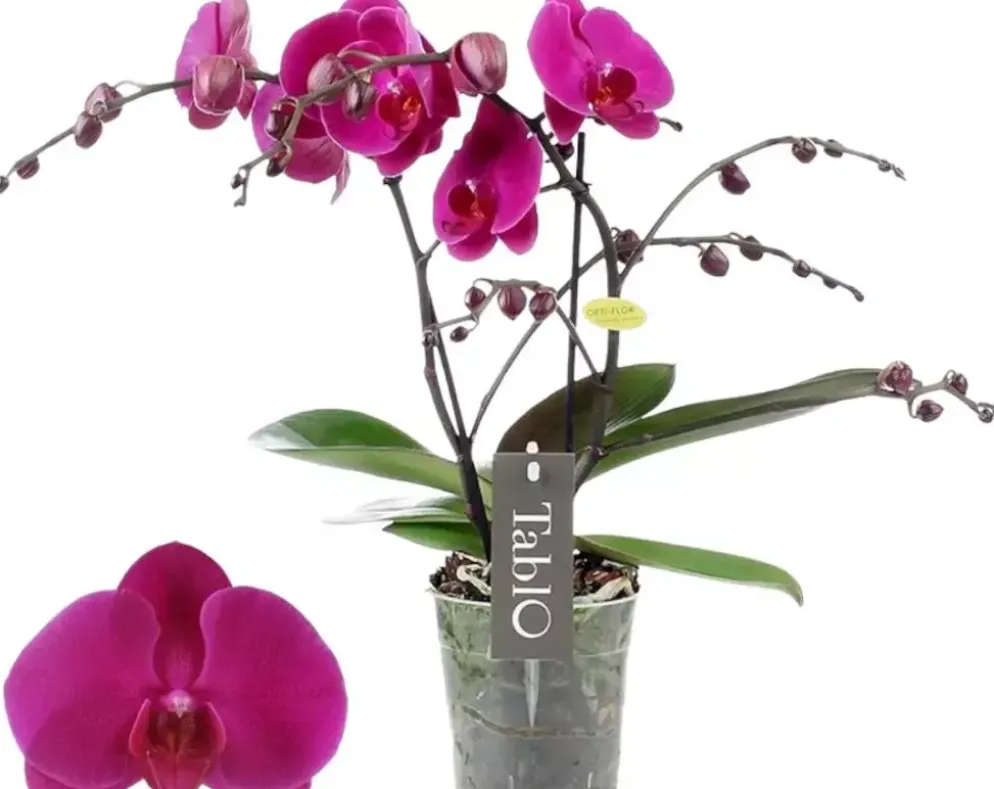 Phalaenopsis 'Purple Rain' (Orchidee) 40cm