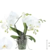 Phalaenopsis 'Tablo Champagne' (Orchidee) 40cm