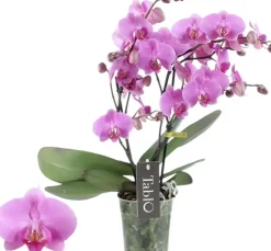 Phalaenopsis 'Tablo Pink Gin' (Orchidee) 40cm