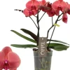 Phalaenopsis 'Tablo Spritz' (Orchidee) 40cm