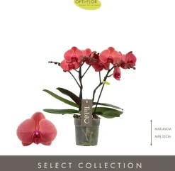 Phalaenopsis 'Tablo Spritz' (Orchidee) 40cm
