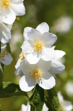 Philadelphus 'Belle Etoile' (Boerenjasmijn 'Belle Etoile')