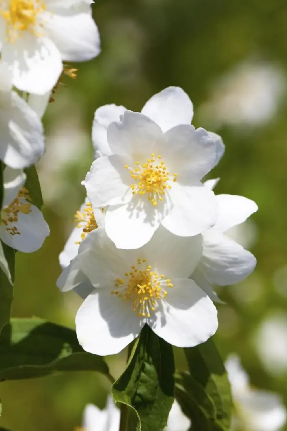 Philadelphus 'Belle Etoile' (Boerenjasmijn 'Belle Etoile')