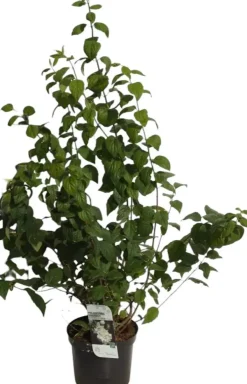 Philadelphus 'Schneesturm' (Boerenjasmijn) 80cm