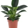 Philodendron 'green princess' 25cm