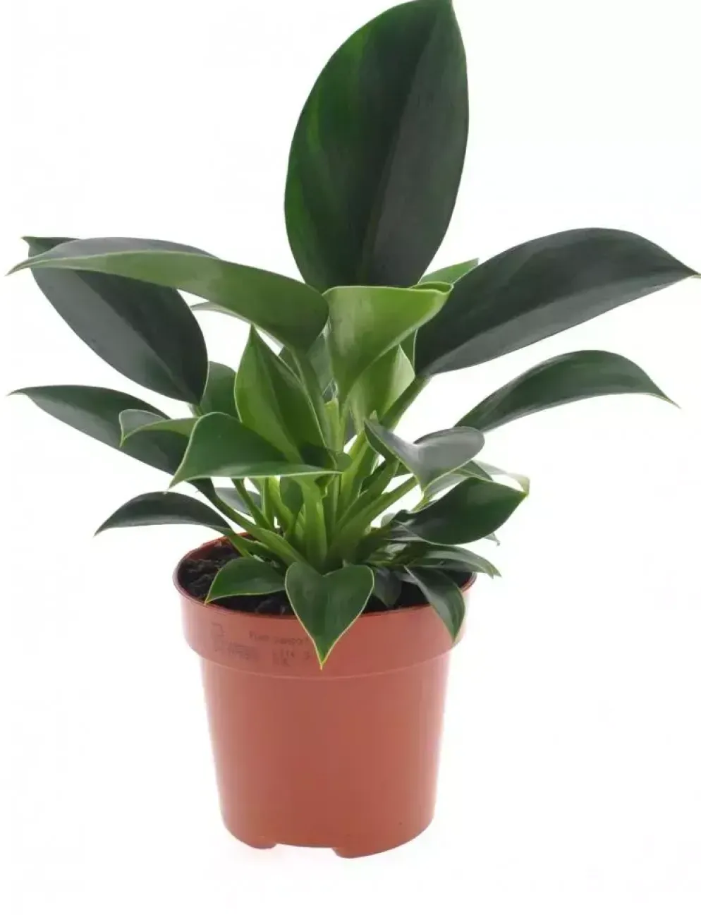 Philodendron 'green princess' 25cm