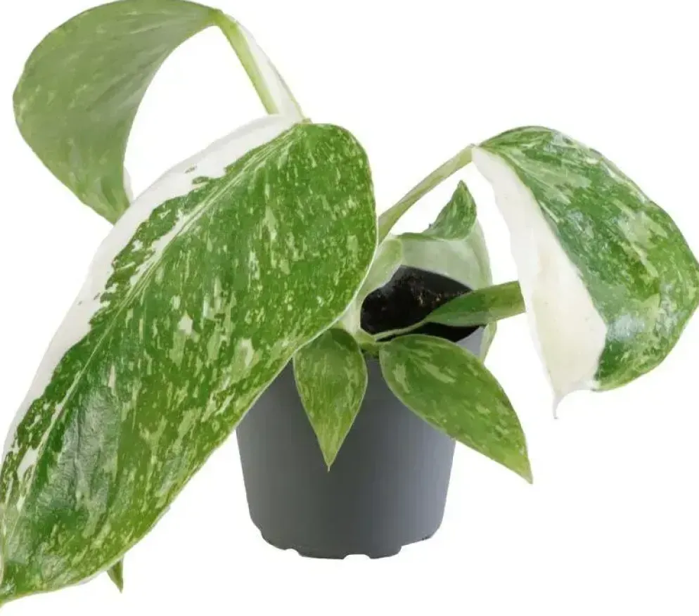 Philodendron 'Jose Buono' (Philodendron) 12cm