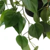 Philodendron scandens 40cm
