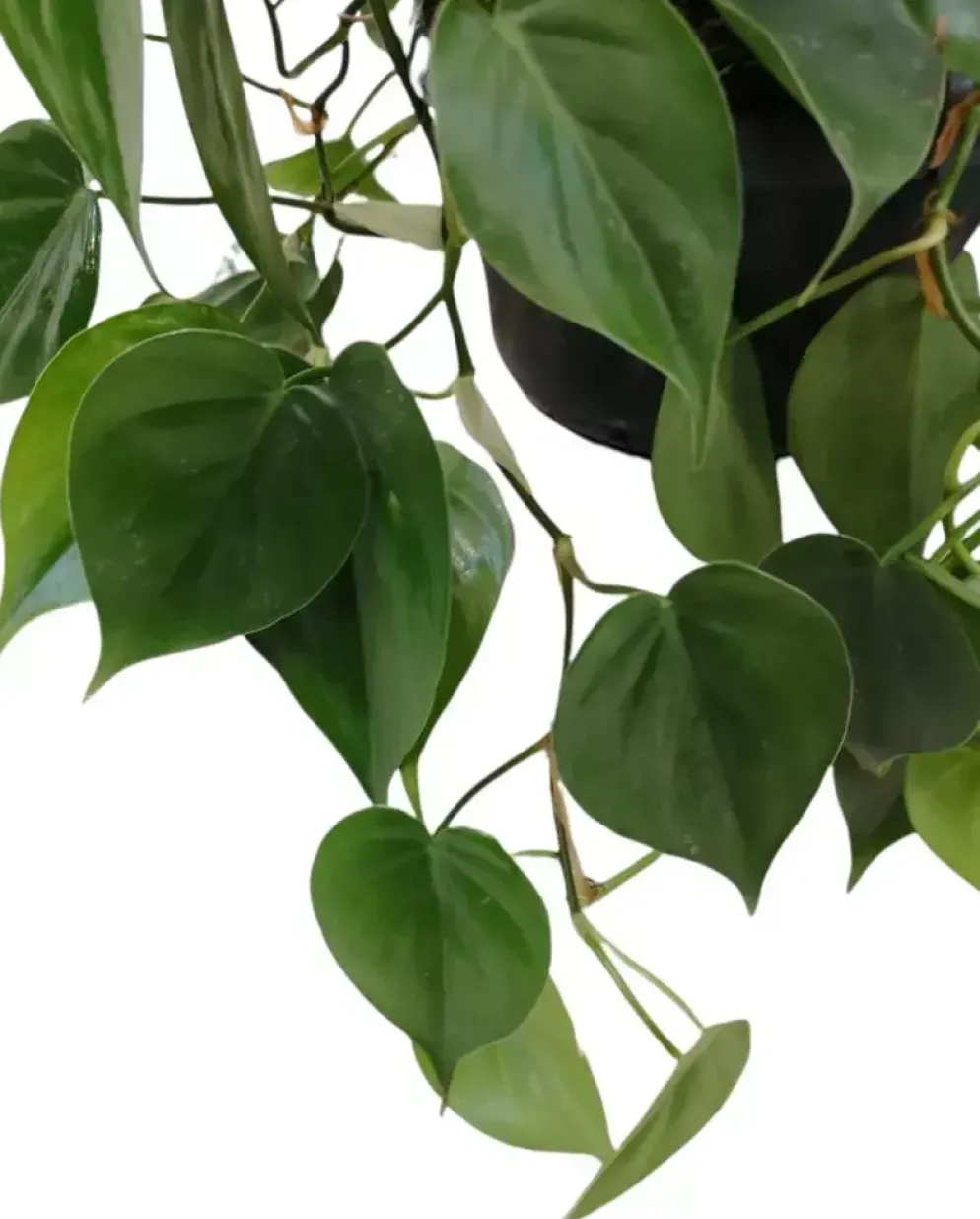 Philodendron scandens 40cm