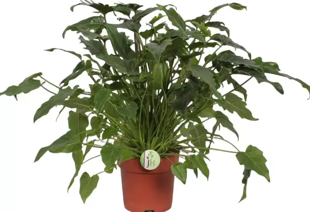Philodendron xanadu 70cm