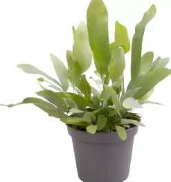 Phlebodium 'Aureum' (Blauwvaren) 14cm