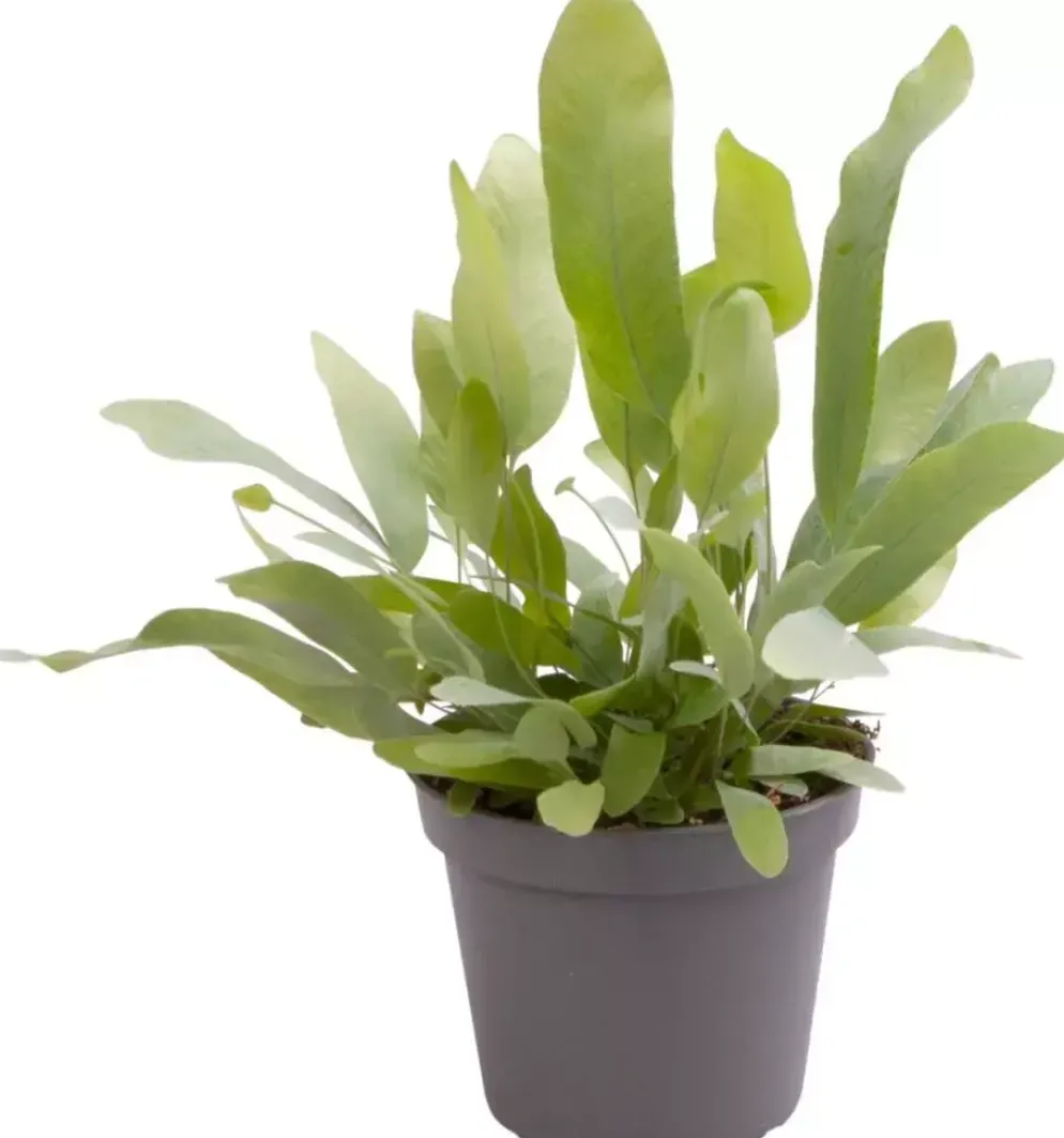 Phlebodium 'Aureum' (Blauwvaren) 14cm