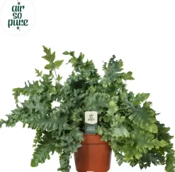 Phlebodium aureum 'Davana' (Zinkvaren, Blauwvaren) 45cm