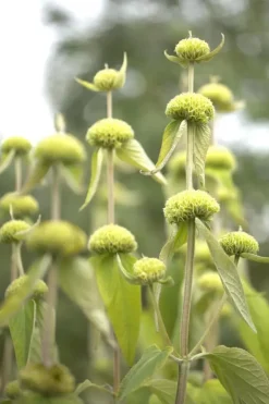 Phlomis russeliana (Phlomis)
