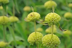 Phlomis russeliana (Phlomis)